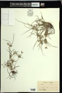 Cyperus compressus image