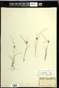 Carex viridula image