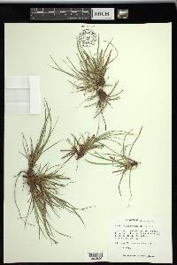 Carex tonsa image