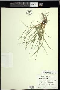 Carex willdenowii image