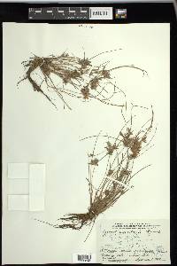 Cyperus bipartitus image