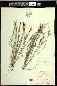 Carex whitneyi image