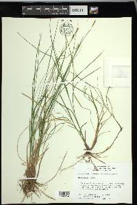 Carex woodii image