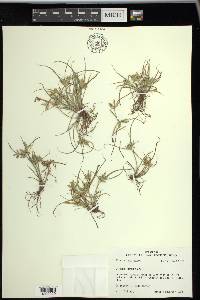 Cyperus compressus image