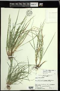 Carex willdenowii image