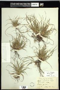 Carex tonsa image