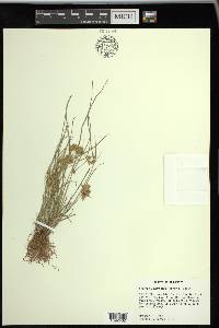 Cyperus acuminatus image