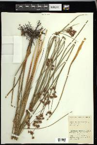 Cladium mariscoides image