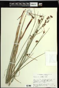 Cladium mariscoides image