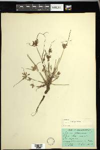 Cyperus bipartitus image