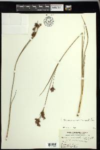 Cladium mariscoides image