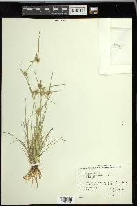 Carex viridula image