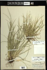 Carex willdenowii image