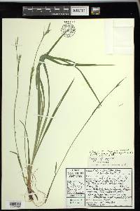 Carex woodii image