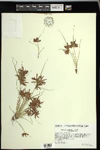 Cyperus bipartitus image