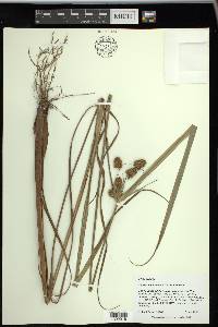 Cyperus cephalanthus image