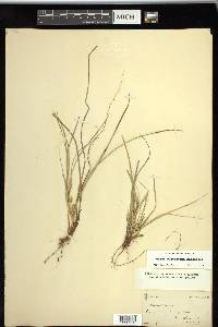 Carex tonsa var. rugosperma image