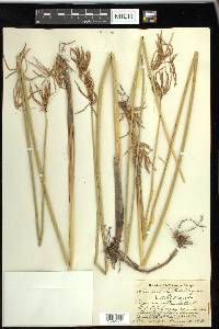 Cyperus articulatus image