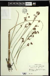 Cladium mariscoides image