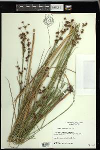 Cladium mariscoides image