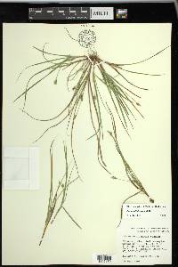 Carex willdenowii image