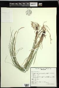 Carex woodii image