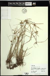 Cyperus aggregatus image