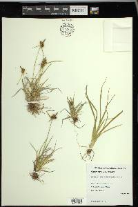 Carex viridula image