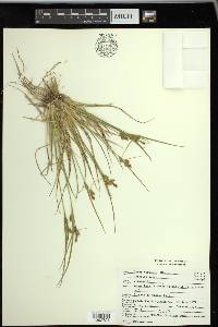 Carex viridula subsp. viridula image