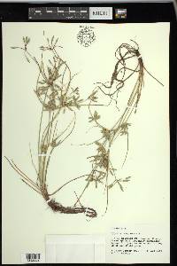 Cyperus compressus image