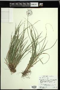 Carex willdenowii image