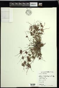 Cyperus bipartitus image