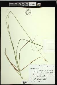 Carex wiegandii image