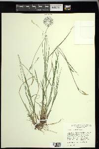 Carex woodii image