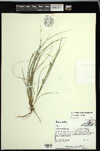 Carex willdenowii image