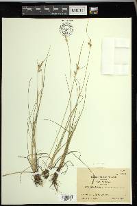 Carex viridula image