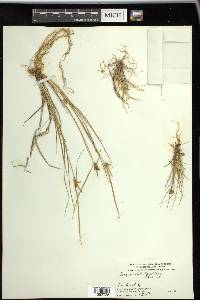 Carex viridula image