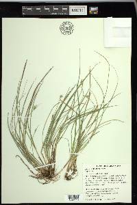 Carex willdenowii image