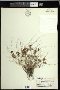 Cyperus bipartitus image