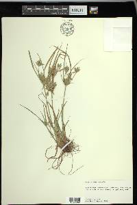 Cyperus compressus image