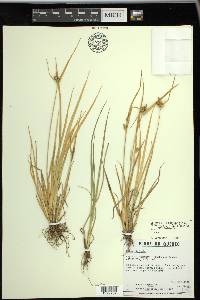 Carex viridula image