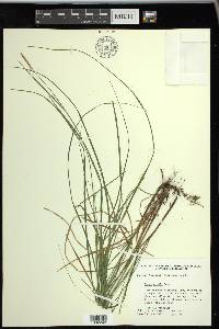 Carex woodii image