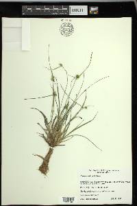 Carex viridula subsp. viridula image