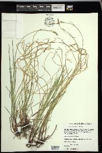 Carex woodii image