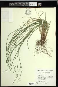 Carex woodii image