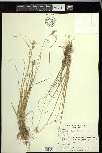 Carex viridula image