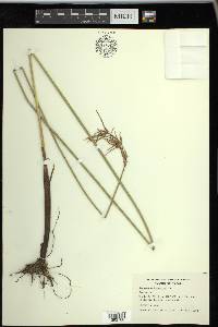 Cyperus articulatus image