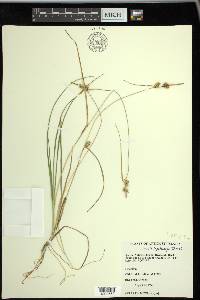 Carex viridula subsp. brachyrrhyncha image