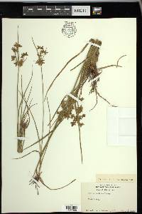 Cyperus dentatus image