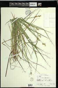 Carex wiegandii image